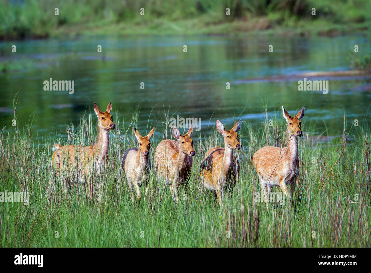 Sumpf-Rotwild in Bardia Nationalpark, Nepal; Specie Cervus Duvaucelii Familie Cervidae Stockfoto