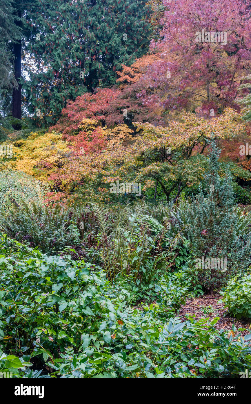 Eine Vielzahl von Farben ist im Herbst in Seattle zu sehen. Stockfoto