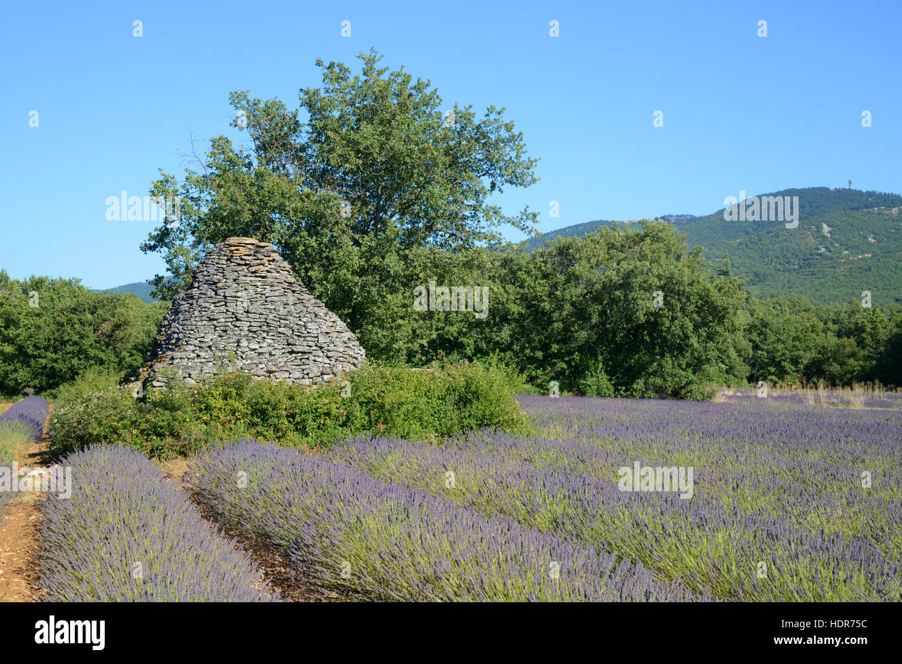 Lavendel Feld & Trockenstein Borie oder gallischen Steinhütte Luberon Saignon Provence Frankreich Stockfoto