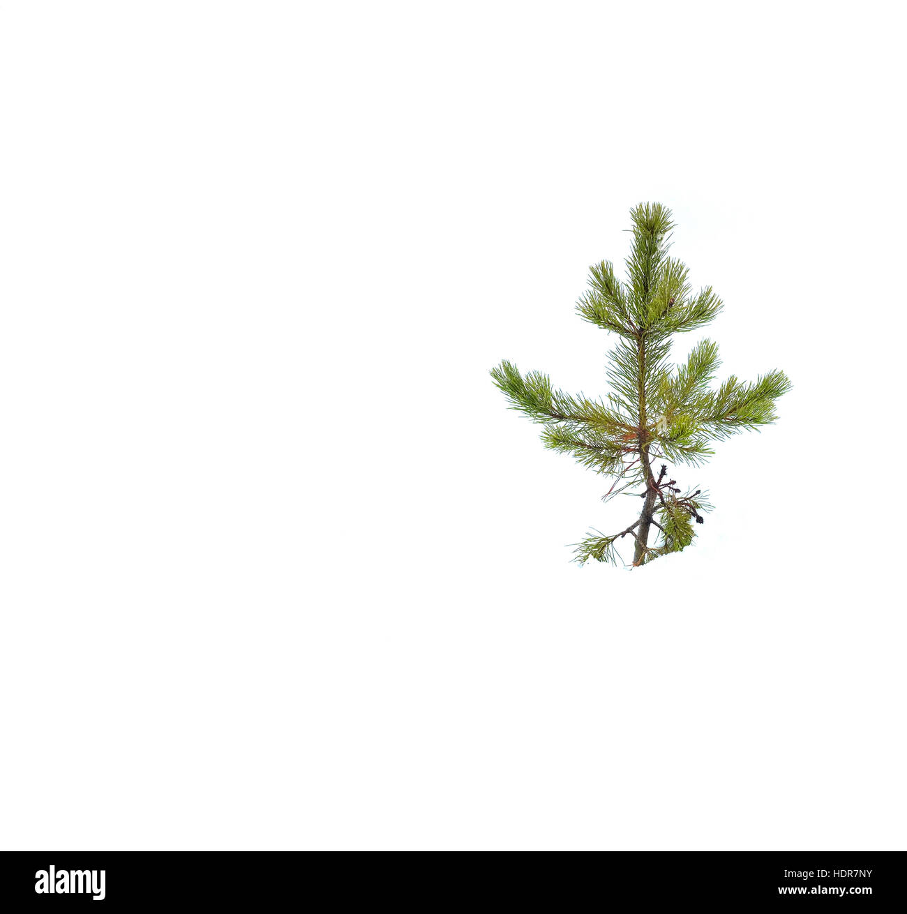 Tannenbaum im Schnee in Winterweiß isoliert Stockfoto