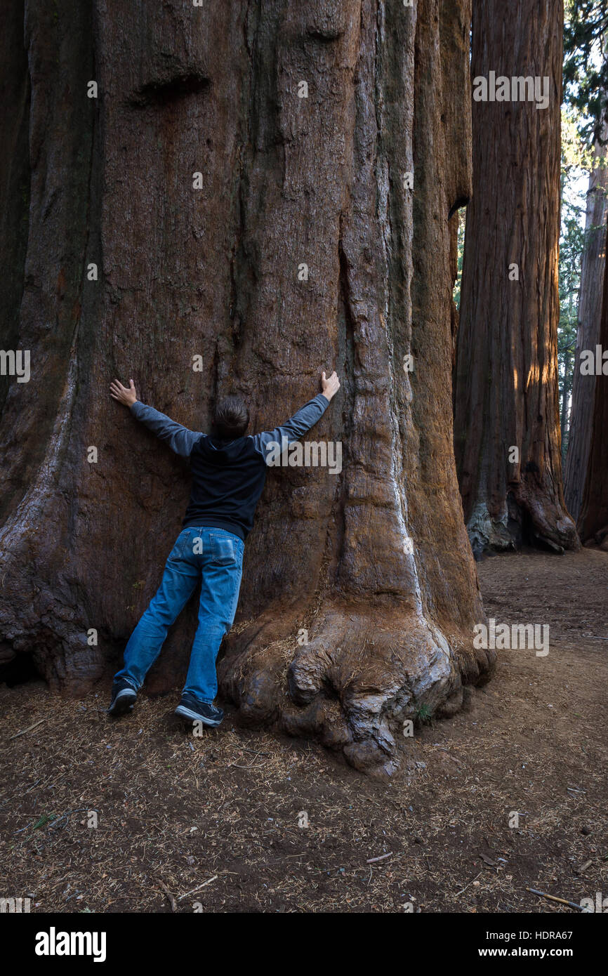 junger Mann umarmt einen gigantischen Sequoia Baum im Sequoia NP in Kalifornien Stockfoto