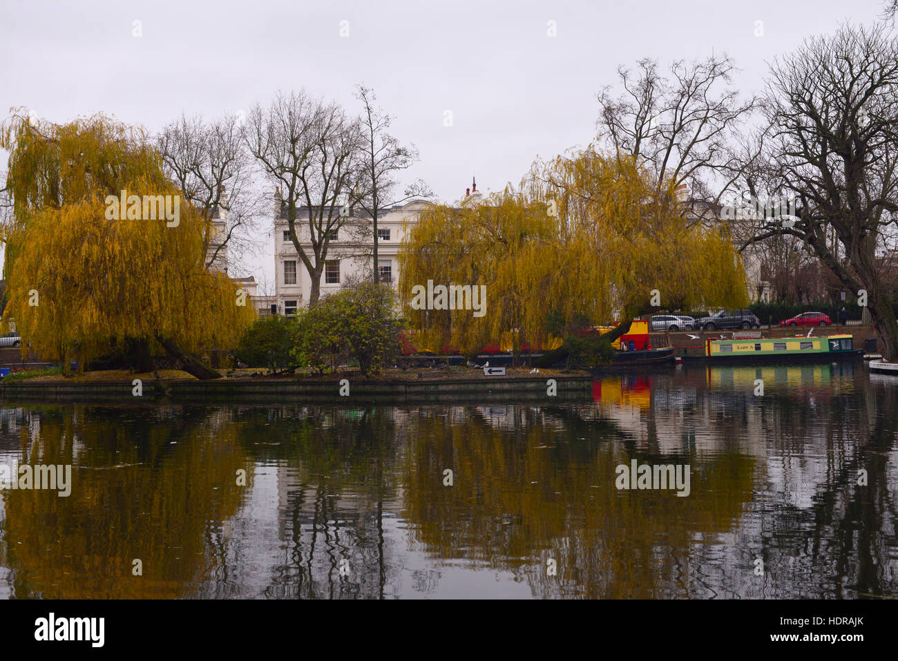 Trauerweide Bäume mit gelben Blättern im Regents canal Maida Vale, London Vereinigtes Königreich Stockfoto