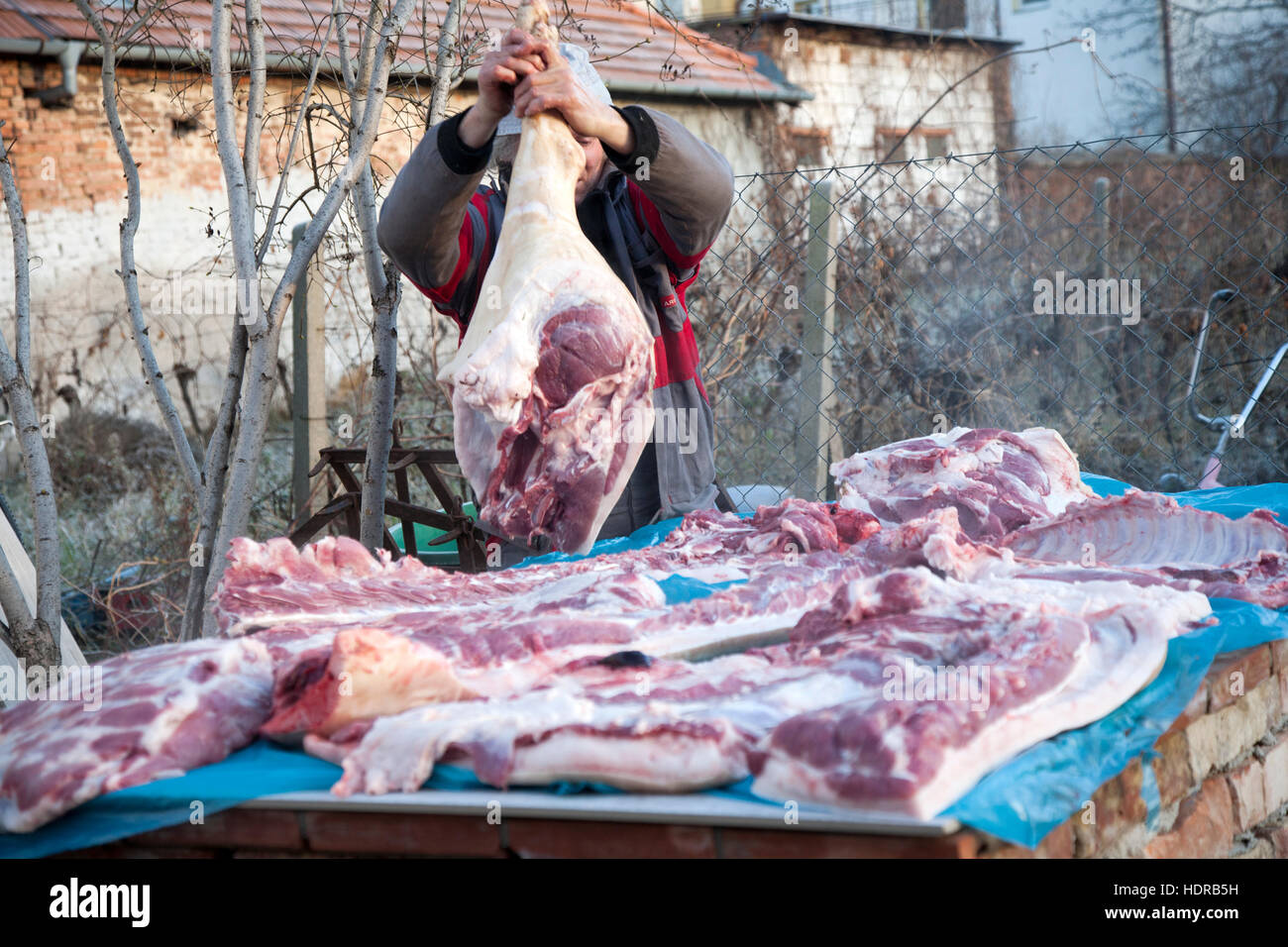 Traditionelle Schwein töten in Mähren, Tschechische Reoublic Stockfoto