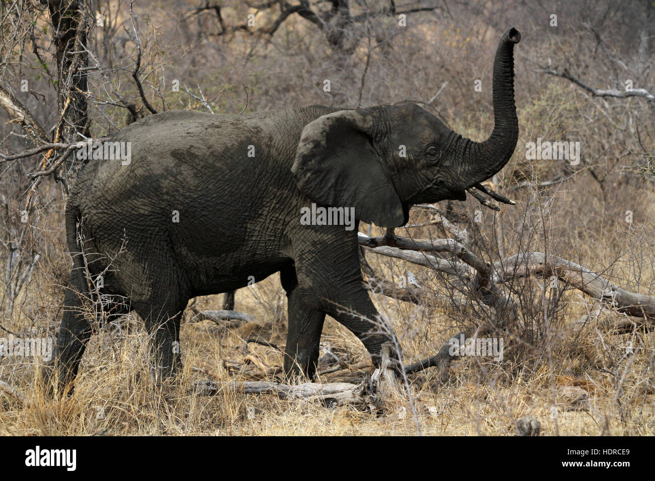 Jungen afrikanischen Elefanten im Busch sein Stamm in der Luft halten Stockfoto