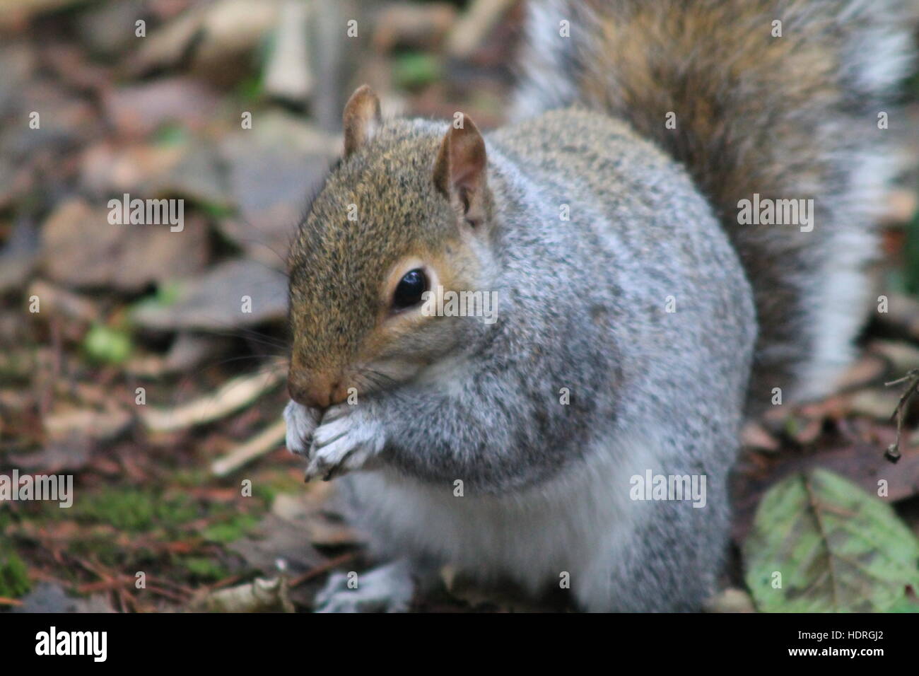 Nahrungssuche Eichhörnchen Stockfoto