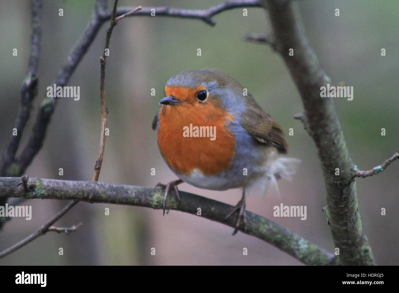 Plump Rotkehlchen Stockfoto