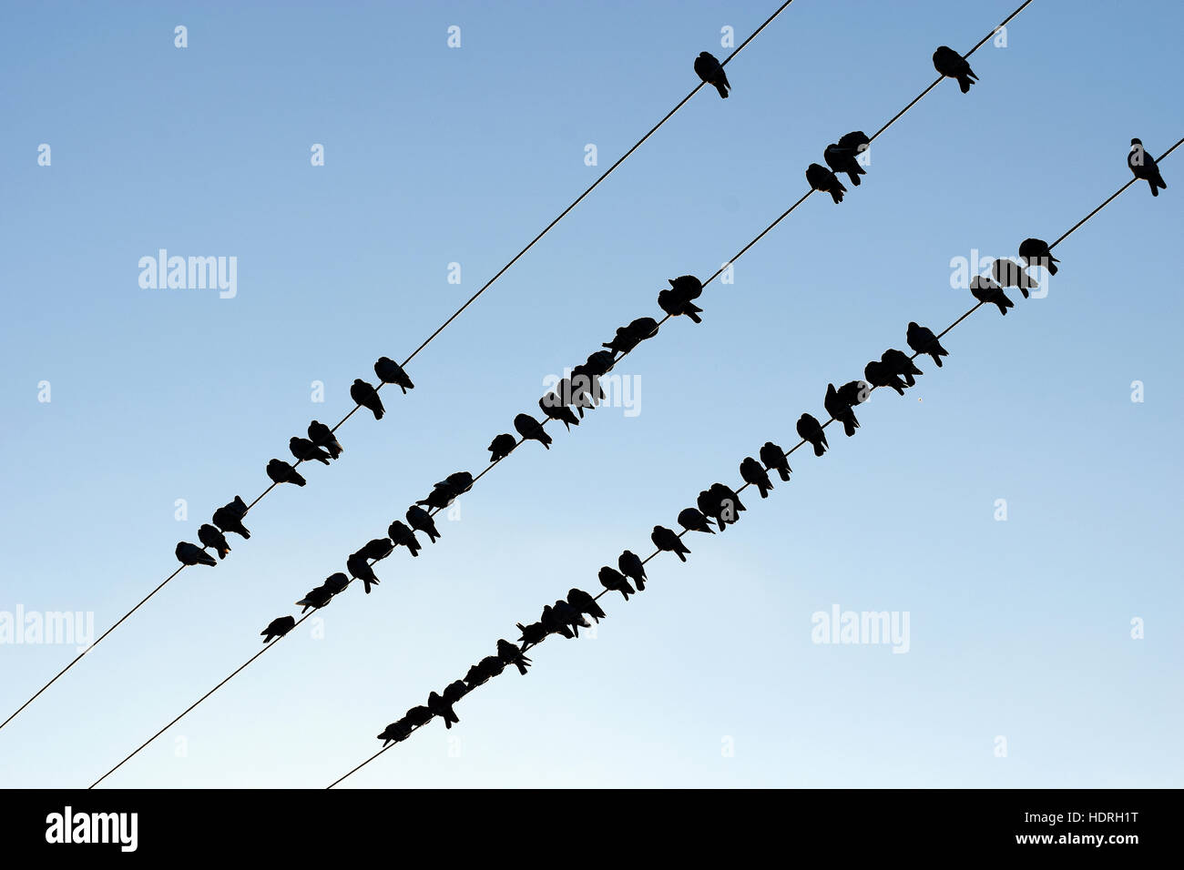 Silhouette der Vögel auf ein Kabel vor blauem Himmel. Stockfoto