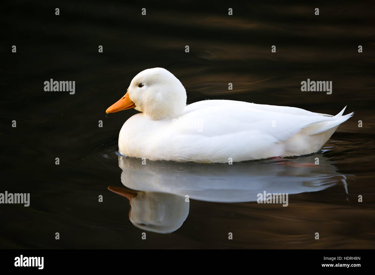 Ein Anruf ist eine weibliche Ente, Bantam und ist abgebildet in einem Teich Stockfoto