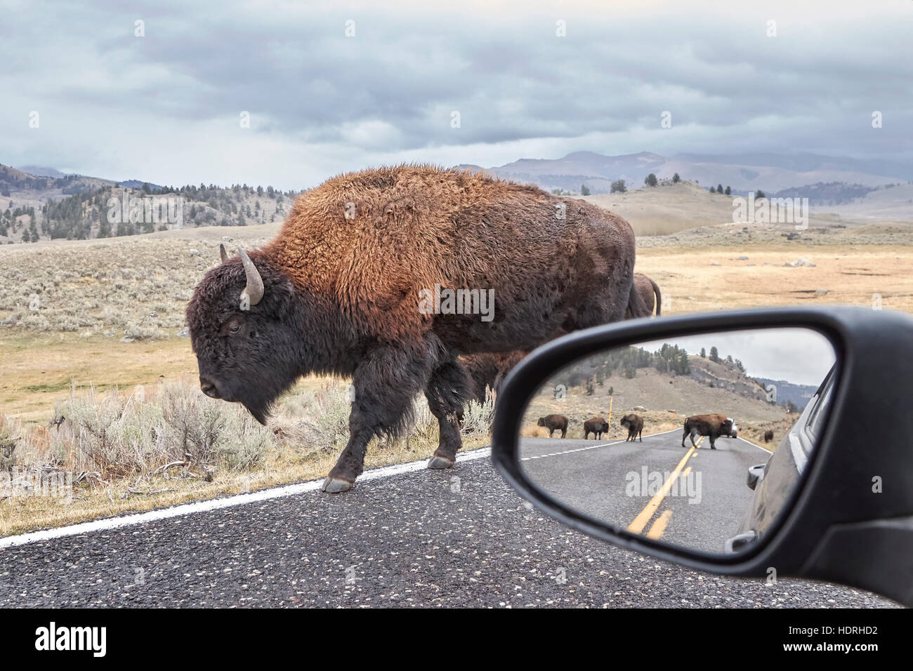 Amerikanische Bisons (Bison Bison) auf einer Straße gesehen von Auto-Fahrersitz mit Blick in den Außenspiegel, Grand-Teton-Nationalpark, Wyoming, USA. Stockfoto