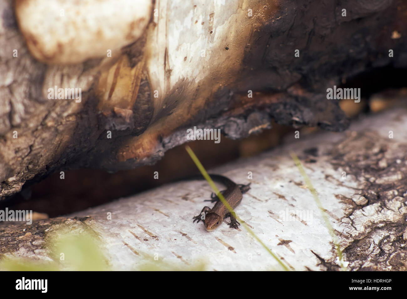 Eidechse auf einem verbrannten Birkenrinde Stockfoto