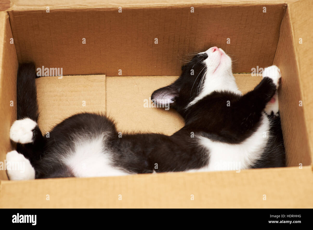 Lustige Katze Liebhaber Boxen. Stockfoto