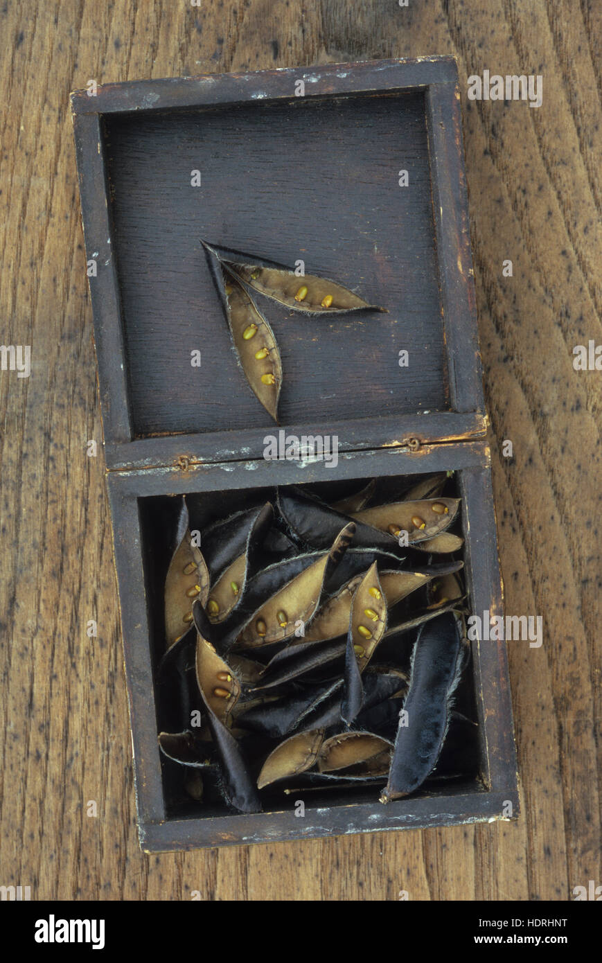 Schwarzen Samenkapseln von Besen oder Cytisus Scoparius Bush Aufplatzen enthüllt Goldene Samen liegen in Blackbox Stockfoto