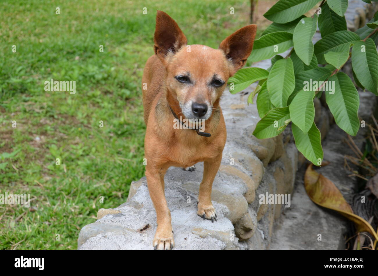 Glücklicher Hund braun grün Blatt auf eine Mauer aus Stein Stockfoto