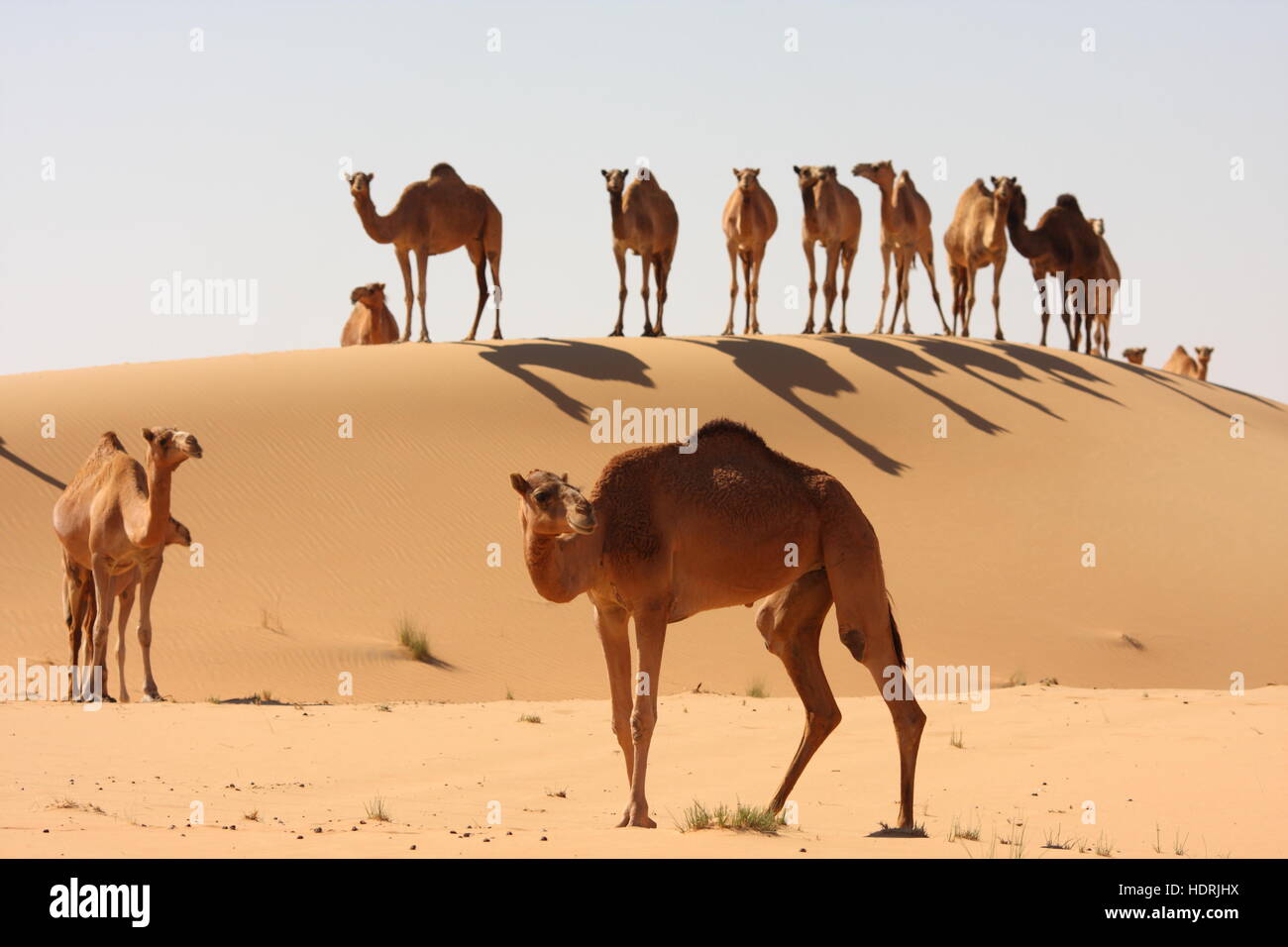 Kamele in der Wüste Abu Dhabi Emirate, Vereinigte Arabische Emirate. Stockfoto