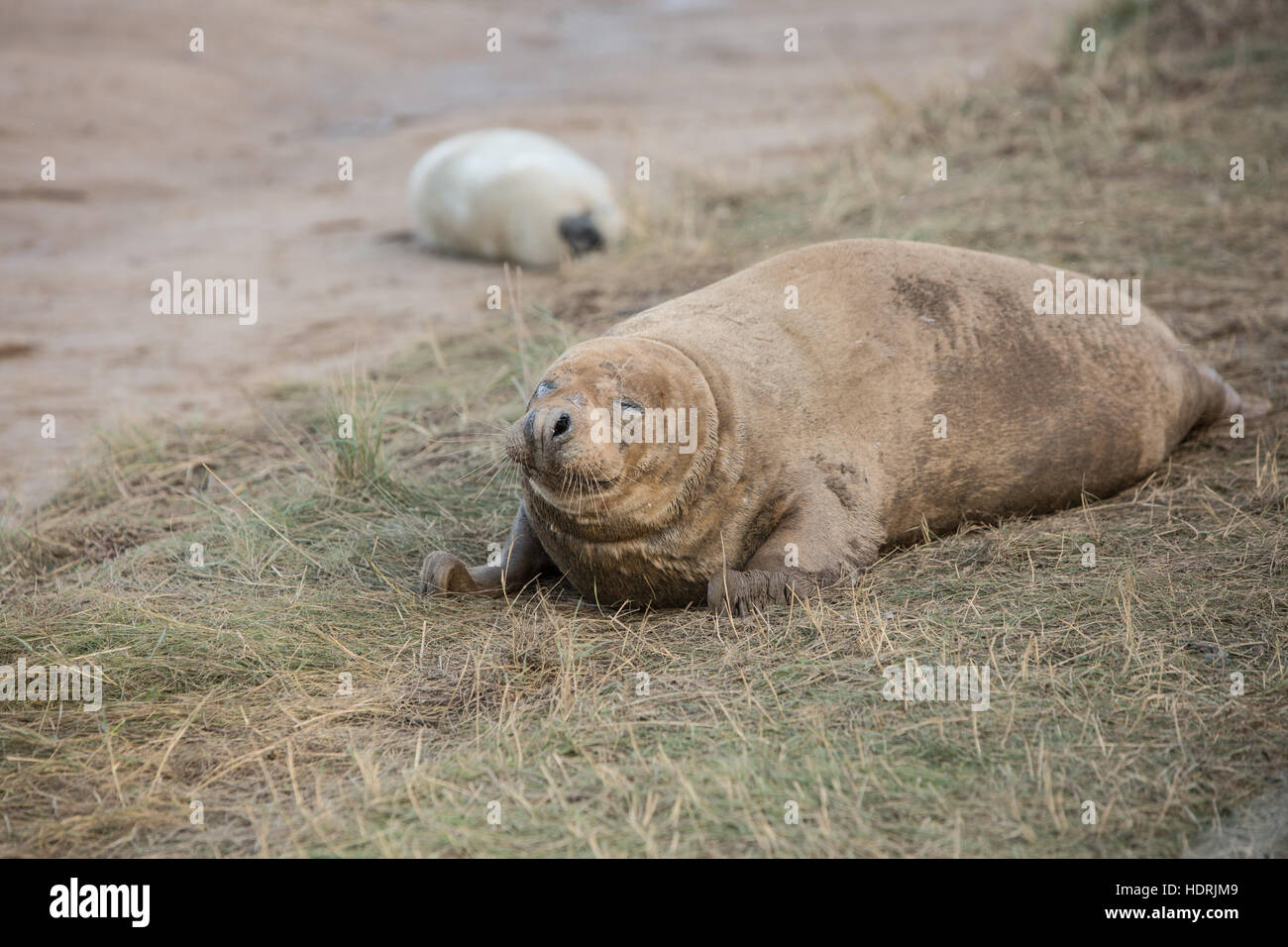 Kegelrobben sonnen sich am Strand von Donna Nook Lincolnshire Stockfoto