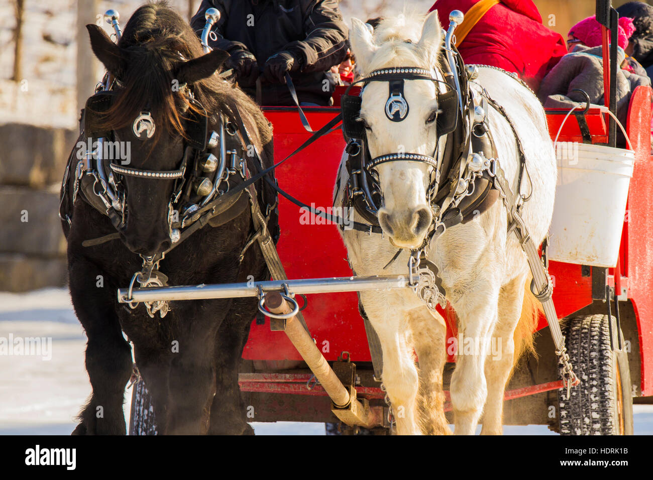 Clydesdale-Pferde im winter Stockfoto