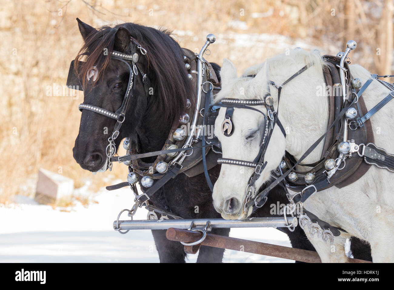 Clydesdale-Pferde im winter Stockfoto