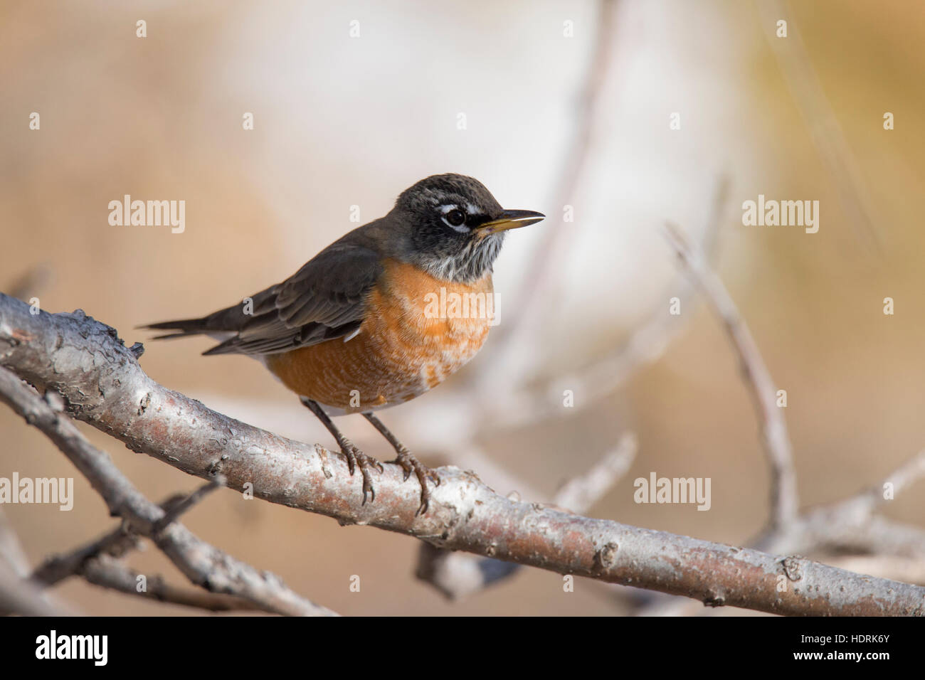 American Robin (Turdus migratorius) im Herbst Stockfoto