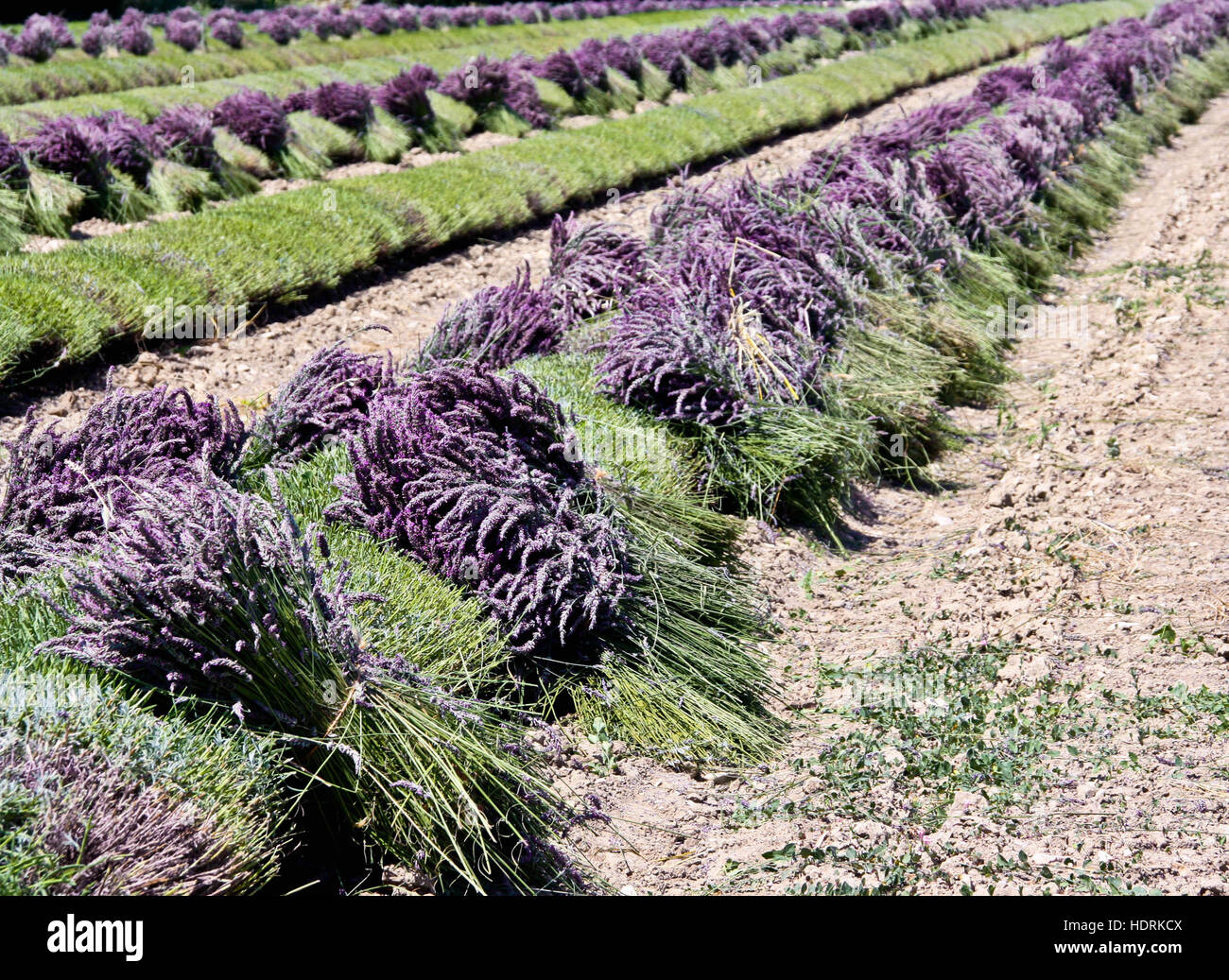 Lavendel Ernte Stockfoto