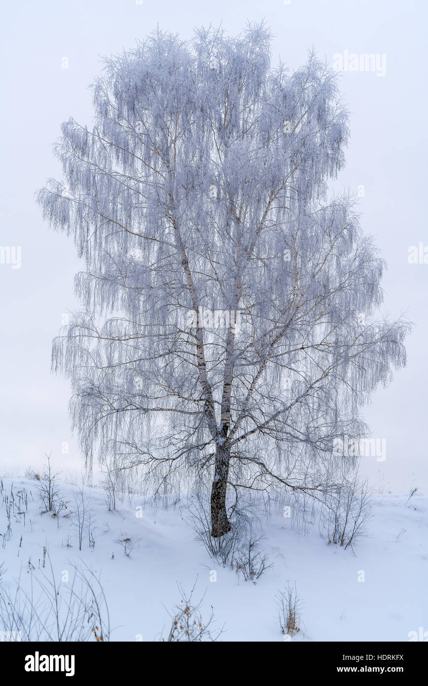 Einsame Birke im Winterwald mit Frost und Schnee bedeckt Stockfoto