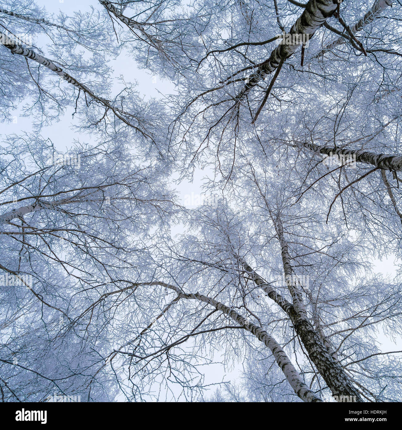 Die Sicht auf den Himmel durch die Zweige von Birken mit weißen Schnee im Winterwald Stockfoto