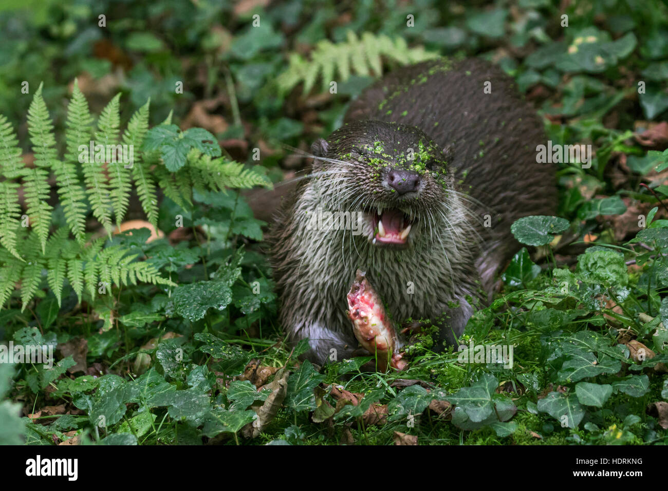 Europäischen Fischotter (Lutra Lutra) Essen Fisch im Wald Stockfoto