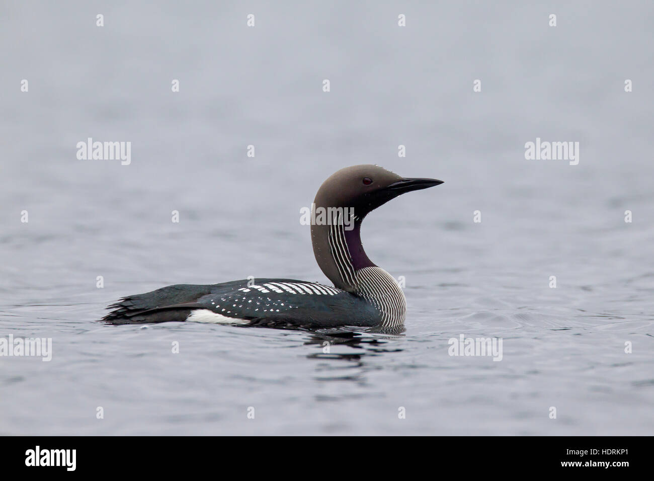 Black-throated Loon / arktisches Loon / Prachttaucher (Gavia Arctica) in der Zucht Gefieder Schwimmen im See im Frühling Stockfoto