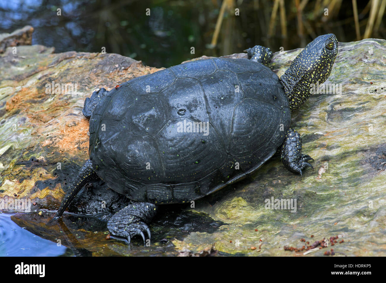 Europäische Sumpfschildkröte / Europäische Sumpfschildkröte (Emys Orbicularis) verlassen des Wassers zum Sonnenbaden Stockfoto