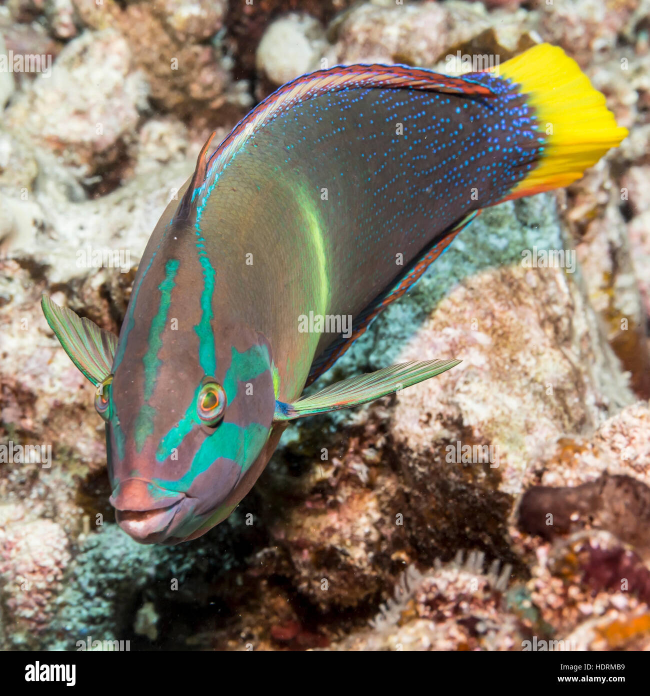 Männliche Yellowtail Coris (Coris Gaimard) fotografiert beim Tauchen die Kona-Küste; Kona, Insel Hawaii, Hawaii, USA Stockfoto