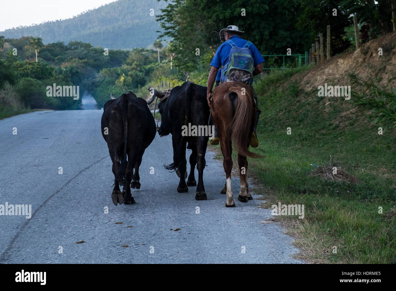 Bauer auf dem Pferderücken mit zwei Ochsen auf Straße, Cayajabos, in der Nähe von Las Terrazas, Kuba Stockfoto
