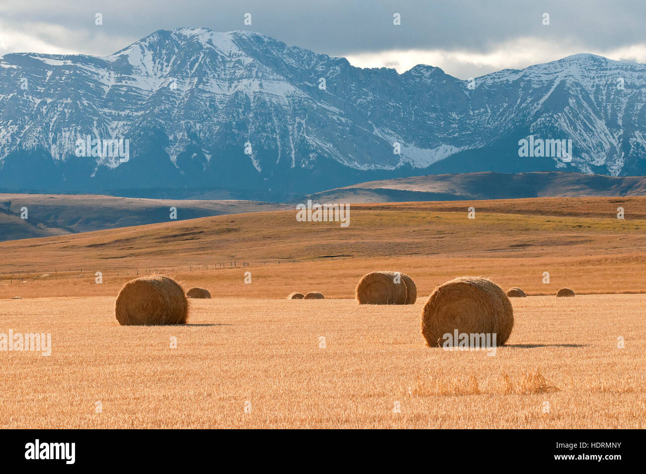 Ausläufern in Alberta mit goldenen Feldern und Heuballen und kanadischen felsigen Berge in der Ferne; Alberta, Kanada Stockfoto