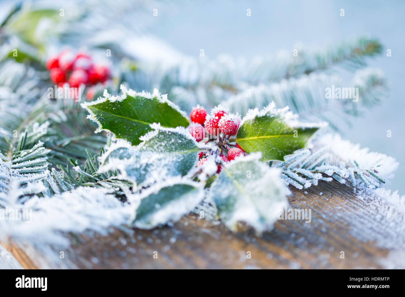 Eine Zweigniederlassung der Stechpalme mit Beeren und Tannen Ästen bedeckt in Frost auf einem Holzbrett in selektiven Fokus; British Columbia, Kanada Stockfoto