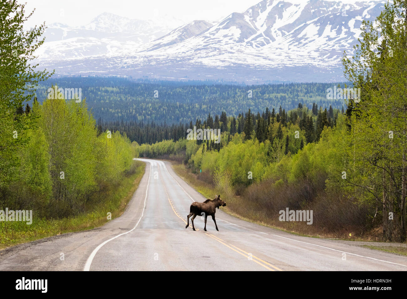 Ein Kuh-Elch (Alces Alces) kreuzt Parks Highway nördlich von Willow, mit Schnee bedeckten Berg im Hintergrund, Zentral-Alaska Stockfoto