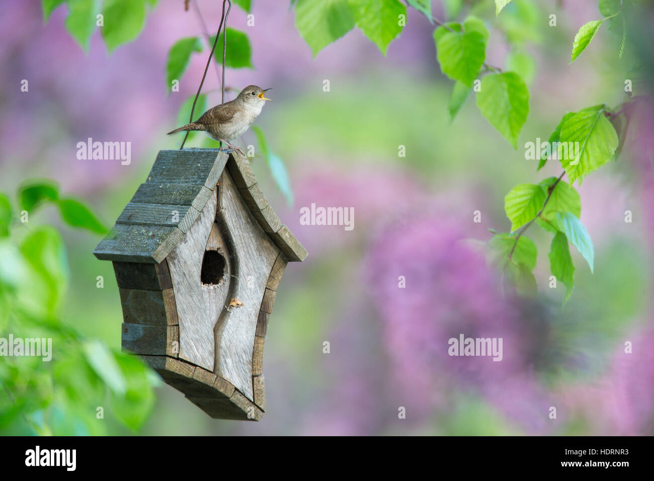 Männliche Haus Zaunkönig (Troglodytes Aedon) Anrufe von einem Vogelhaus, Hubbard County; Minnesota, Vereinigte Staaten von Amerika Stockfoto