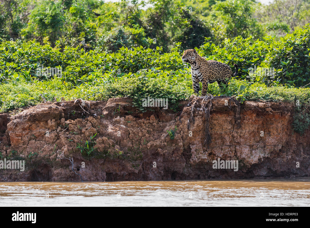 Jaguar (Panthera Onca) mit Blick auf den Fluss vom hohen Ufer; Mato Grosso do Sol, Brasilien Stockfoto