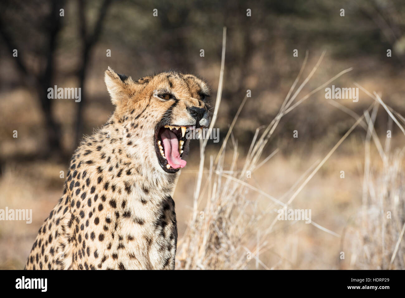 Nahaufnahme von einem gähnenden Geparden (Acinonyx Jubatus) in Savanne Wäldern von einer Geparden-Farm; Namibia Stockfoto
