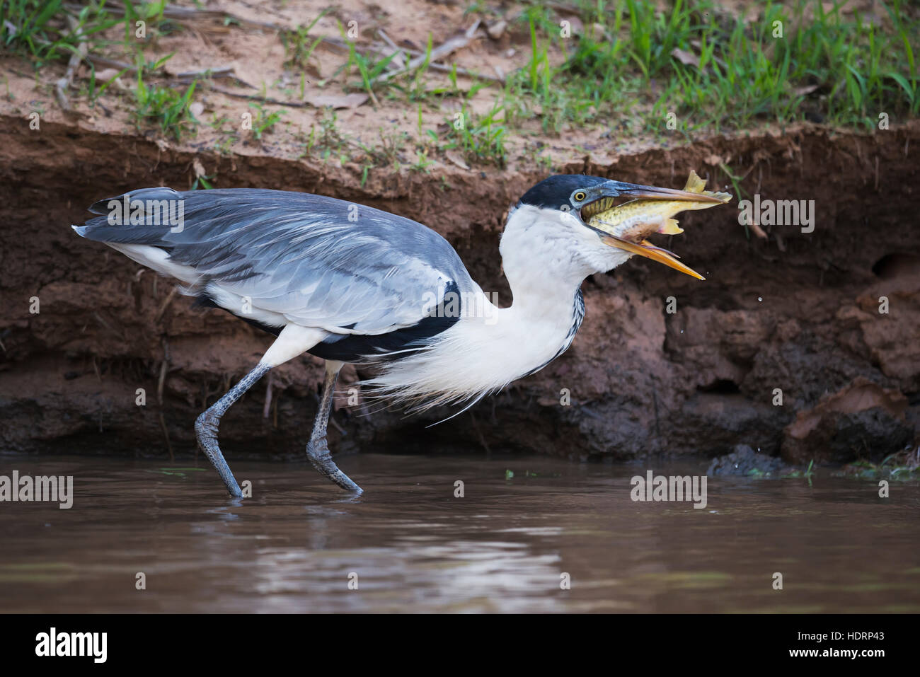 Cocoi Reiher (Ardea Cocoi) schlucken Fische in schlammigen Untiefen; Mato Grosso do Sul, Brasilien Stockfoto