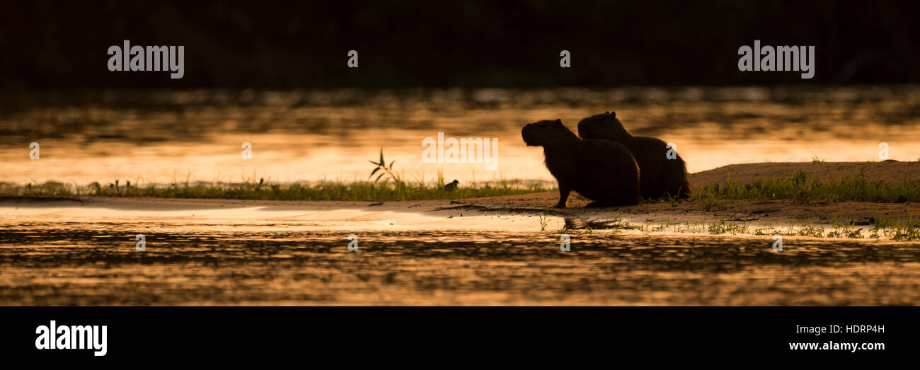 Zwei Wasserschwein (Hydrochoerus Hydrochaeris) Fluss bei Sonnenuntergang sitzen; Mato Grosso Do Sul, BrazilNone Stockfoto