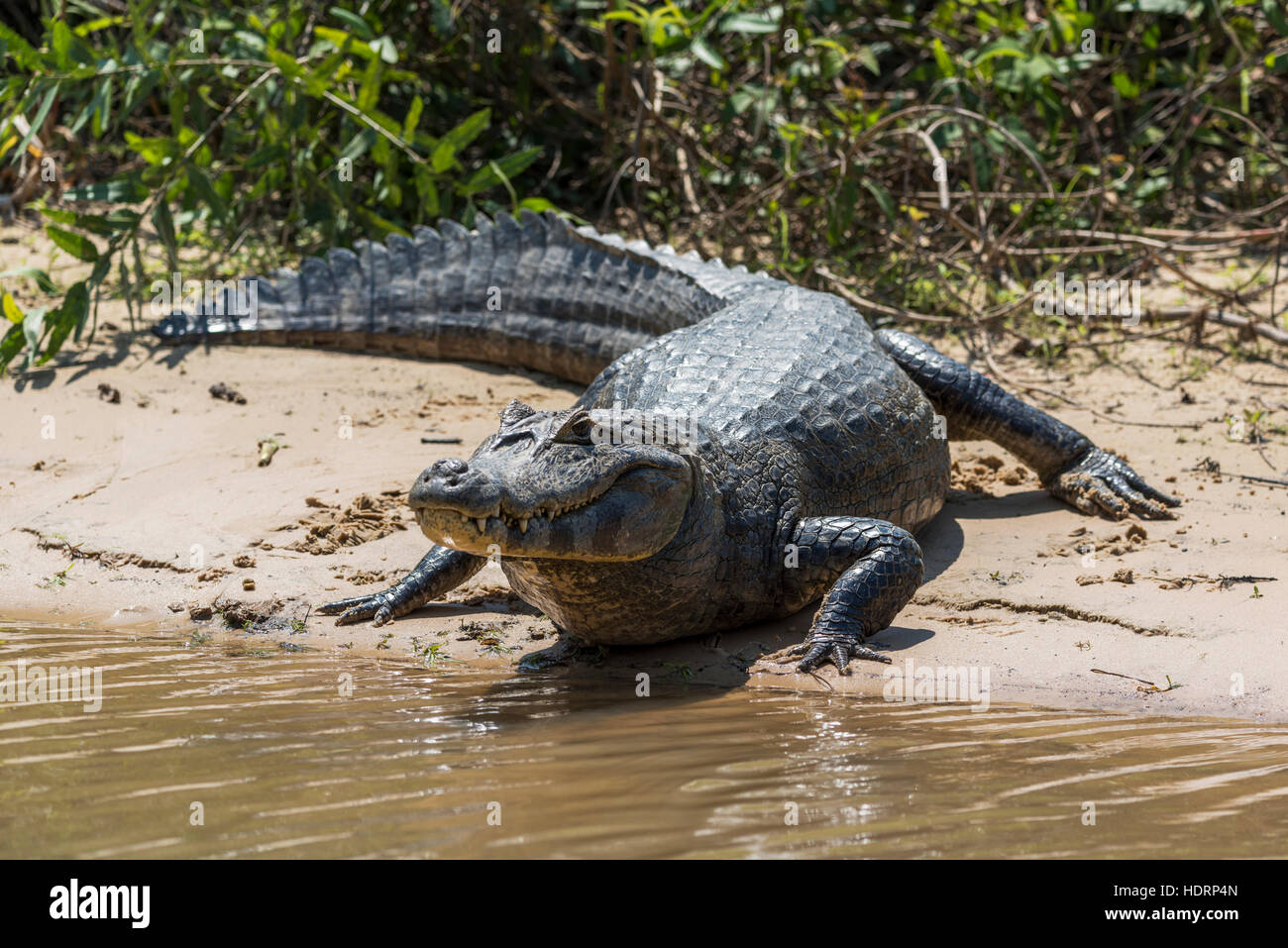 Yacare Kaiman (Caiman Yacare) auf schlammigen Strand neben Büschen; Mato Grosso do Sul, Brasilien Stockfoto