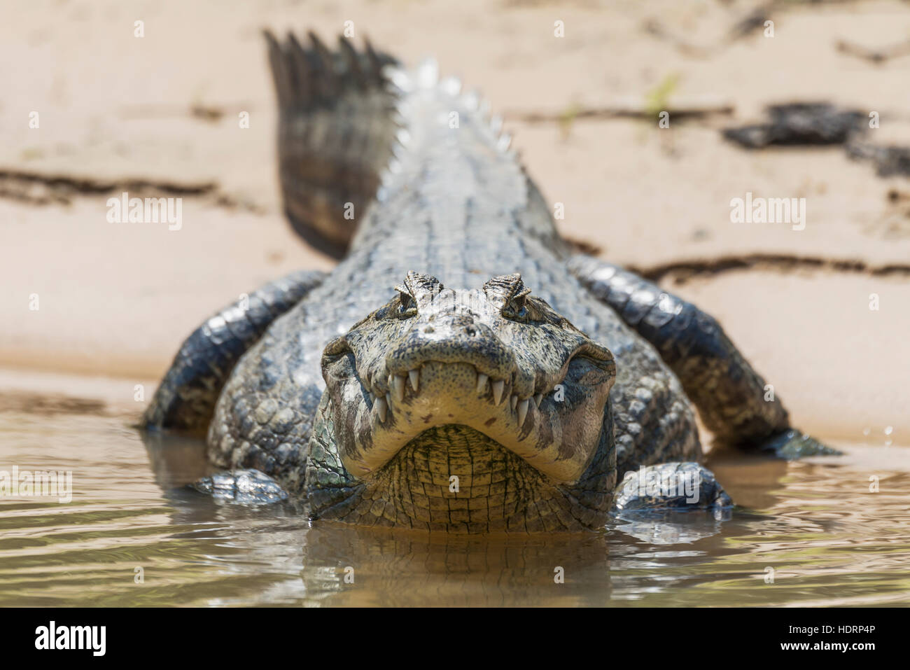 Yacare Kaiman (Caiman Yacare) am schlammigen Ufer gerichtete Kamera; Mato Grosso do Sul, Brasilien Stockfoto