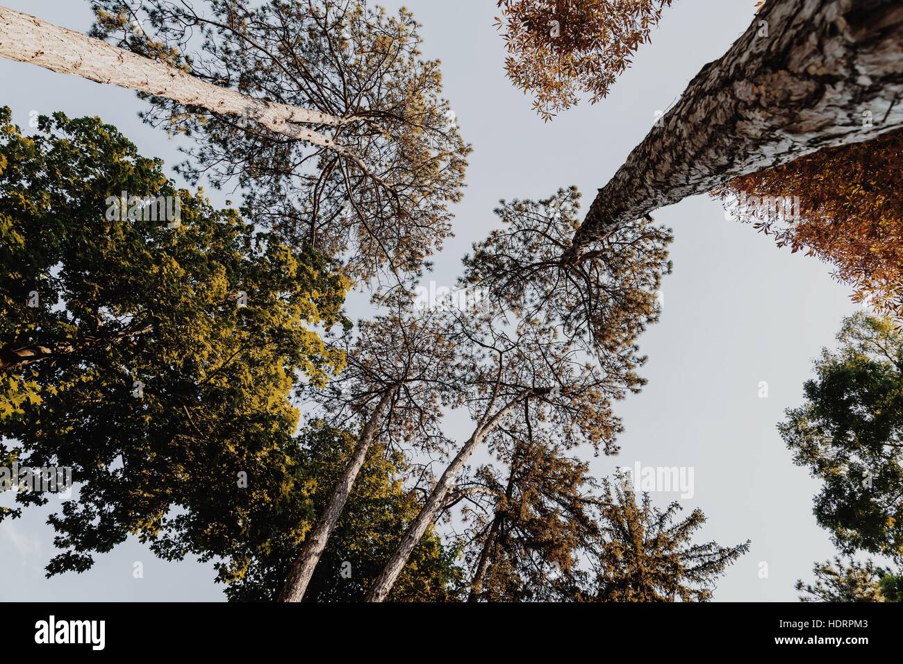 Herbst Wald Bäume unter Ansicht auf blauen Himmel Stockfoto