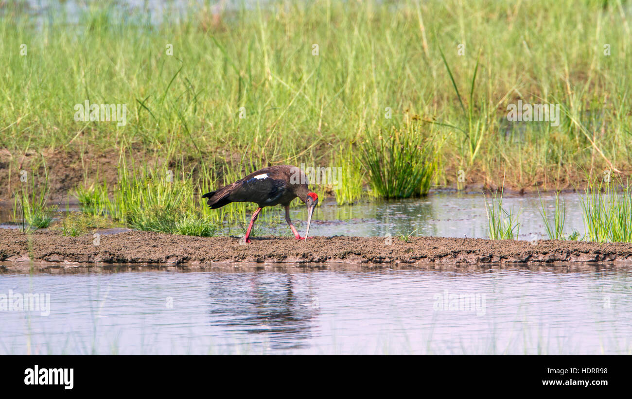 Schwarze Ibis in Bardia Nationalpark, Nepal; Specie Pseudibis Papillosa Familie der Threskiornithidae Stockfoto