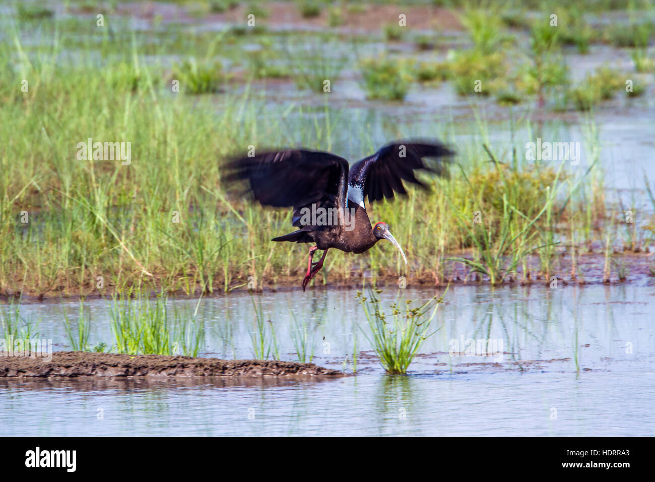 Schwarze Ibis in Bardia Nationalpark, Nepal; Specie Pseudibis Papillosa Familie der Threskiornithidae Stockfoto