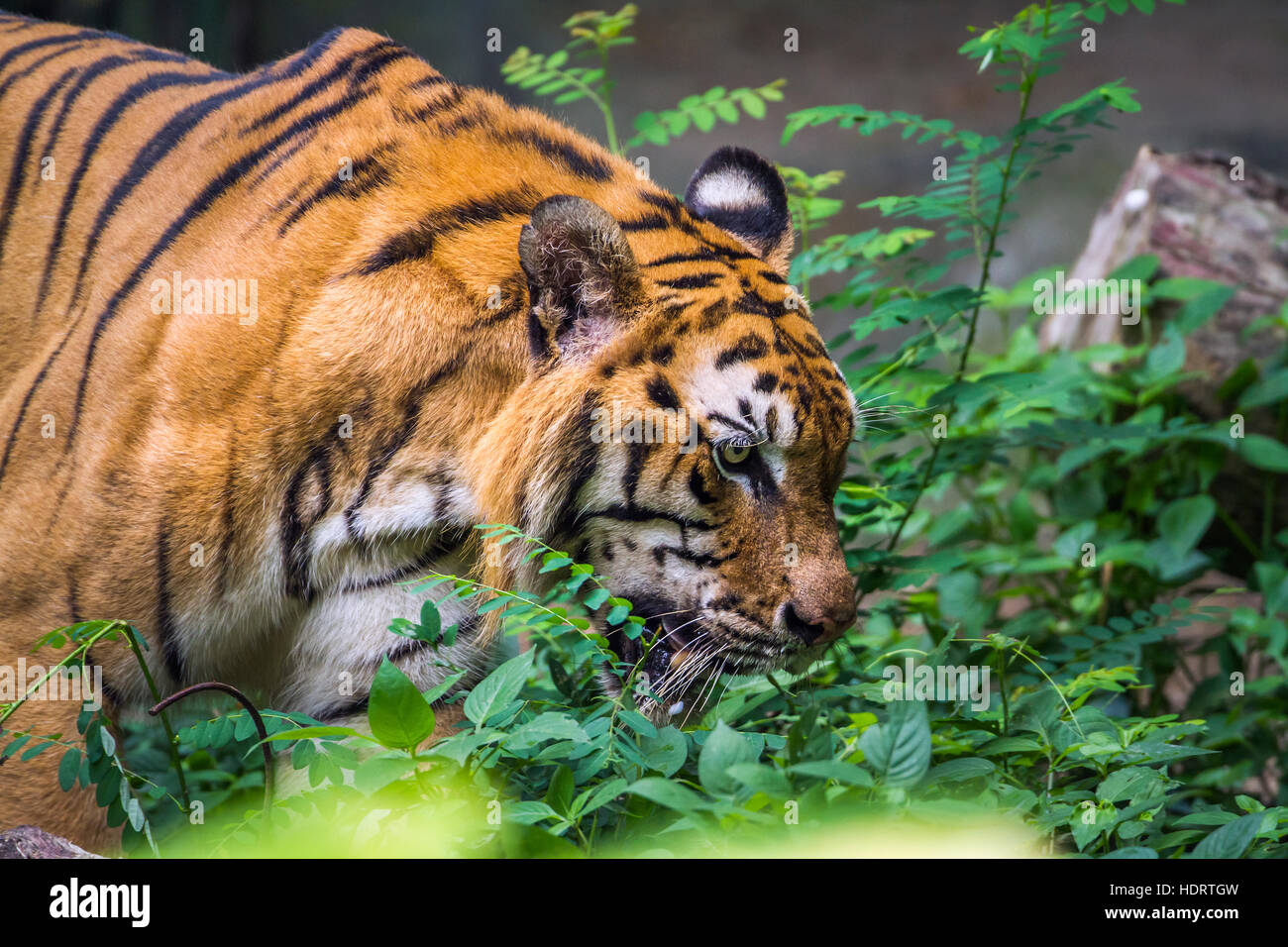 Bengal Tiger in Chiang Mai Zoo, Thailand; Spezies Panthera Tigris Familie felidae Stockfoto
