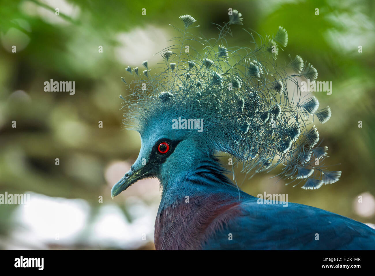 Victoria gekrönte Taube in den Zoo von Chiang Mai, Thailand; Specie Goura Victoria Familie von artenreichen Stockfoto