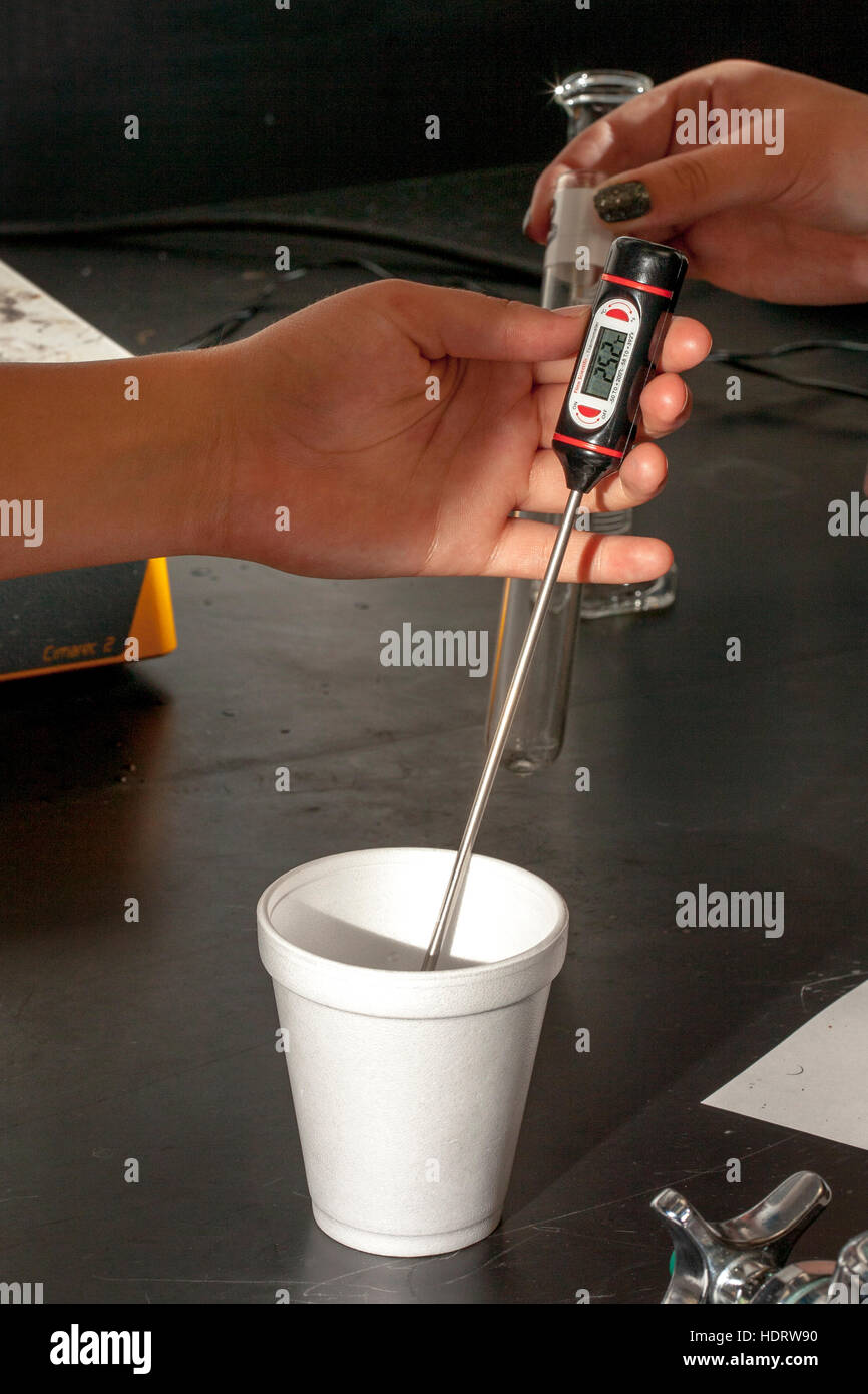 Ein digitales Thermometer wird verwendet, um die Temperatur von einem  unbekannten Metall in einer Styropor-Tasse als ein Kalorimeter in einem San  Clemente, CA, Gymnasium Chemie Labor Kalorimetrie Experiment mit den ersten  Hauptsatz