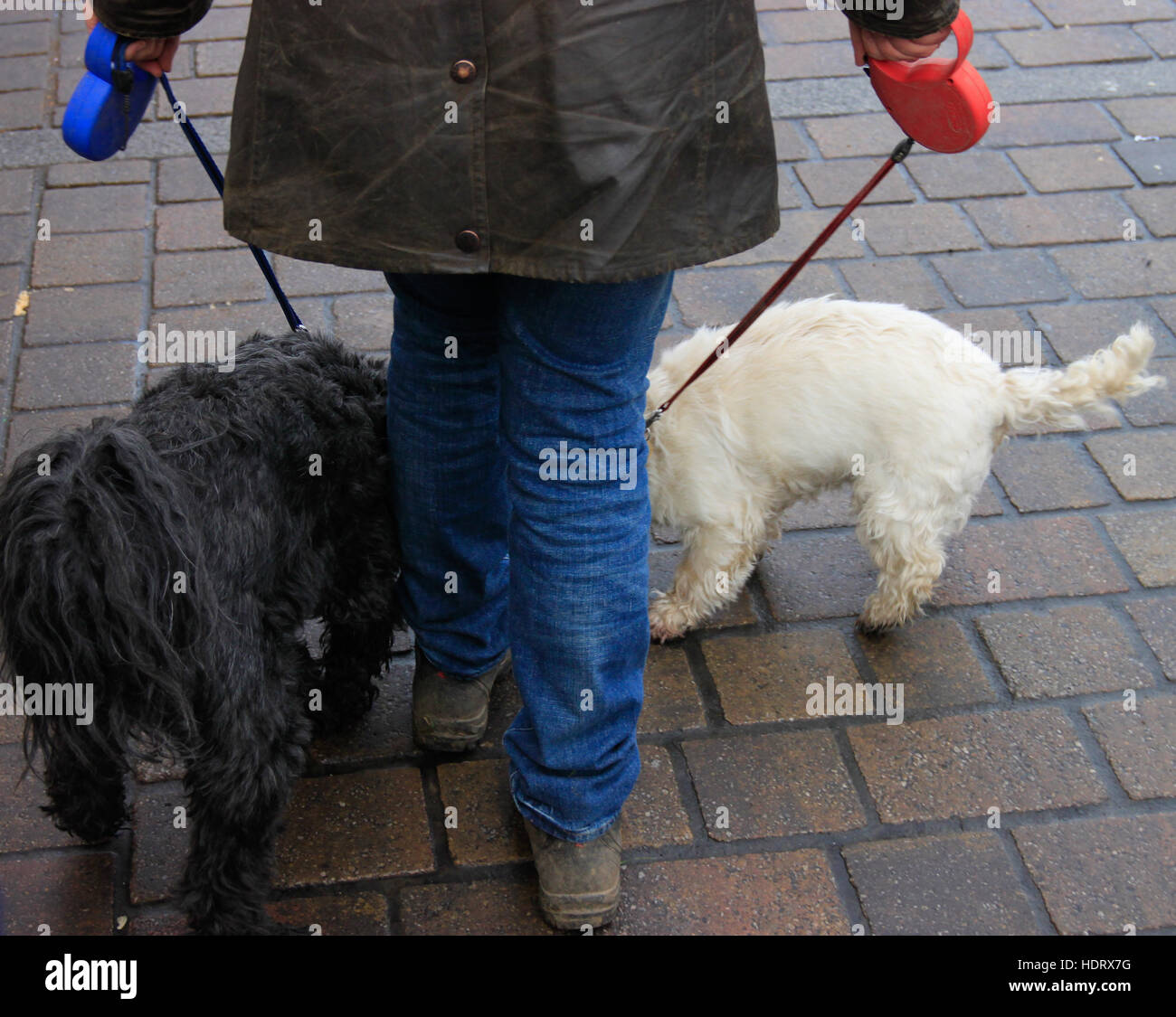Frau zu Fuß zwei Hunde an der Leine in ländlichen Marktstadt Beverley, Yorkshire, England rot weiß und blau Stockfoto
