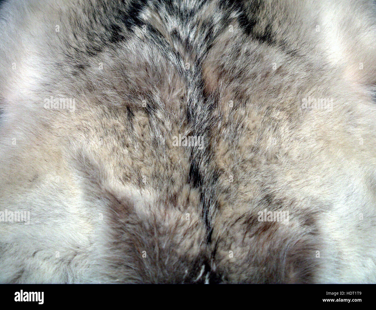 Wolf Fell Textur Hintergrund grau weiß schwarz Stockfoto