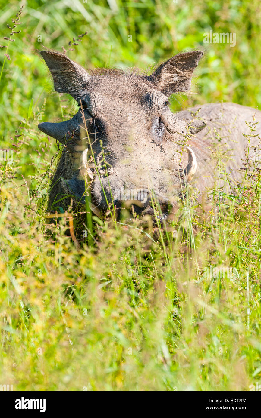 Warzenschwein Essen langen grünen Rasen komischen Gesicht schließen Stockfoto