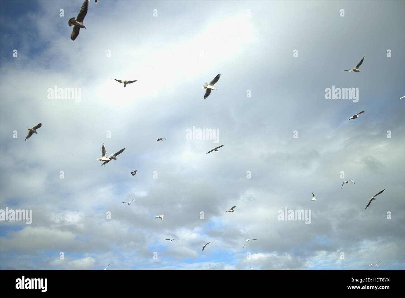 bewölkter Himmel Himmel Licht mit fliegenden Vögel weiß blau Stockfoto